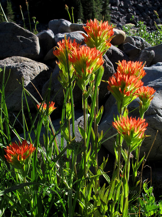 Suksdorf's paintbrush (Castilleja suksdorfii) [South Breitenbush Trail, Mt. Jefferson Wilderness, Marion County, Oregon]