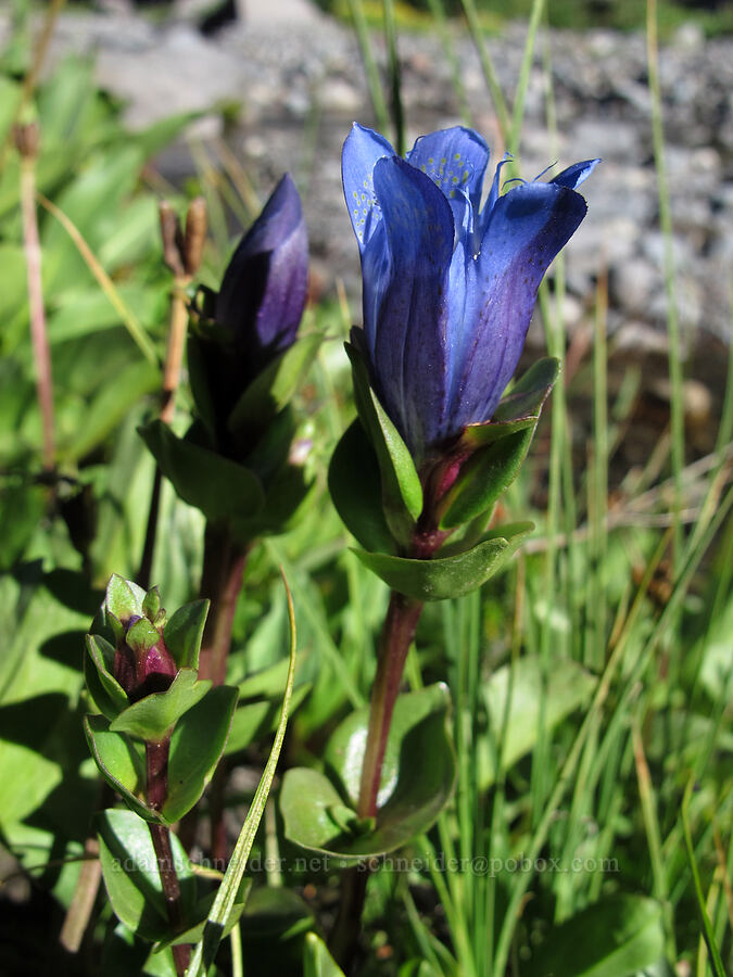 explorer's gentian (Gentiana calycosa) [South Breitenbush Trail, Mt. Jefferson Wilderness, Marion County, Oregon]