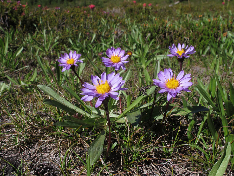 tundra asters (Oreostemma alpigenum (Aster alpigenus)) [South Breitenbush Trail, Mt. Jefferson Wilderness, Marion County, Oregon]