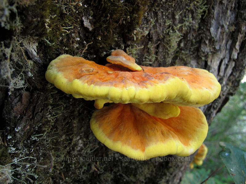 brightly colored shelf fungus (Laetiporus gilbertsonii) [Lava Canyon Trail, Mt. St. Helens National Volcanic Monument, Skamania County, Washington]