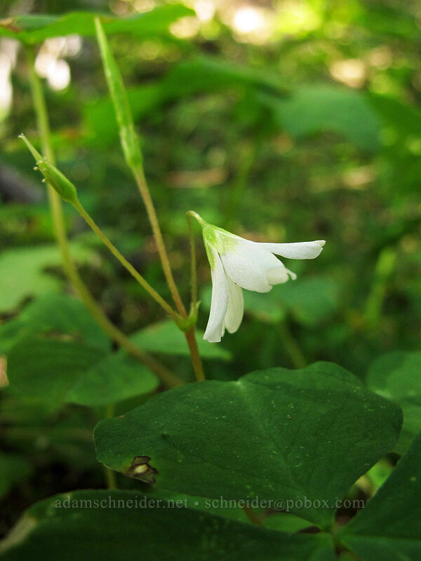 three-leaf wood sorrel (Oxalis trilliifolia) [Lava Canyon Trail, Mt. St. Helens National Volcanic Monument, Skamania County, Washington]