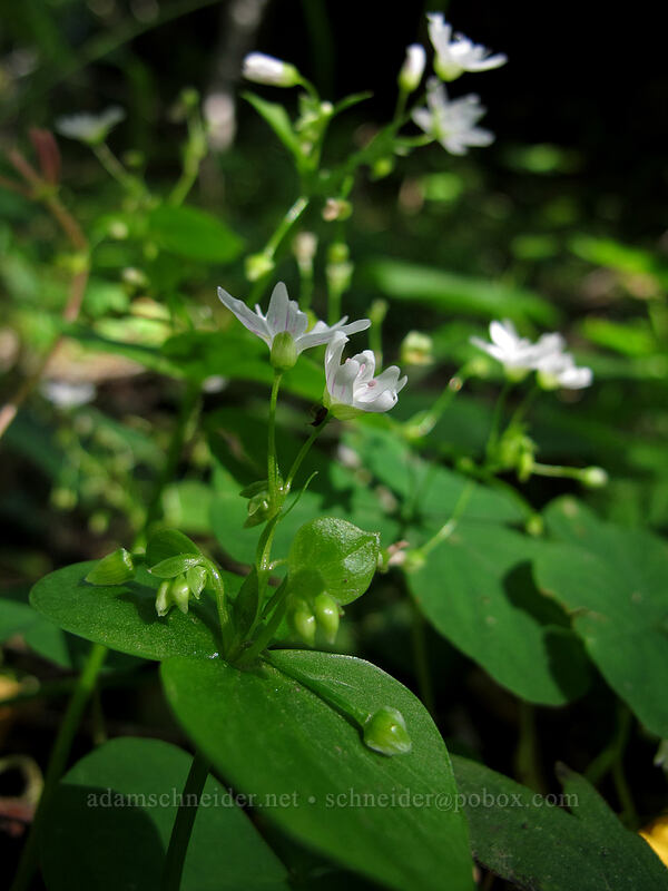 candy flower (Claytonia sibirica) [Lava Canyon Trail, Mt. St. Helens National Volcanic Monument, Skamania County, Washington]
