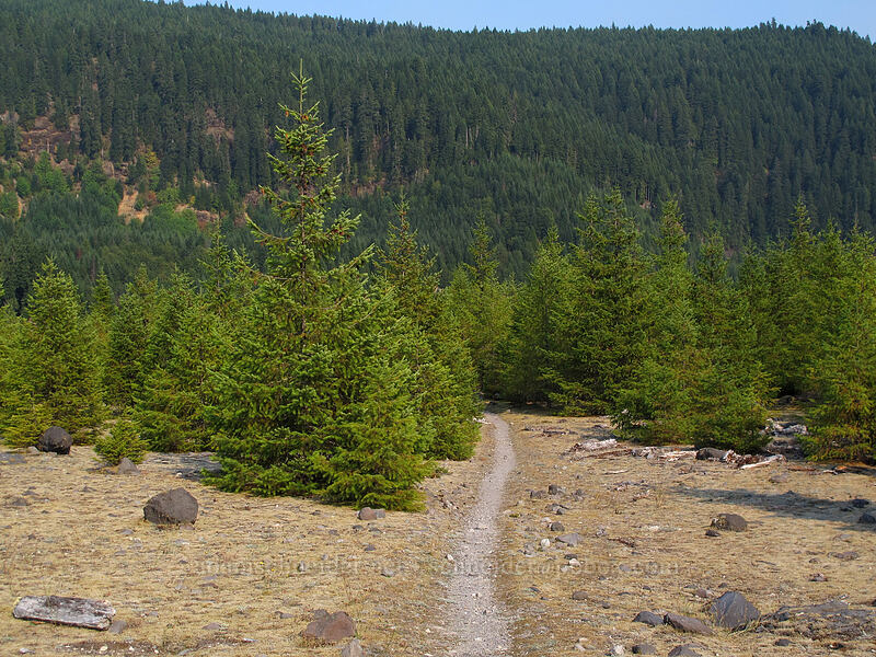 trail on a mudflow deposit [Smith Creek Trail, Mt. St. Helens National Volcanic Monument, Skamania County, Washington]