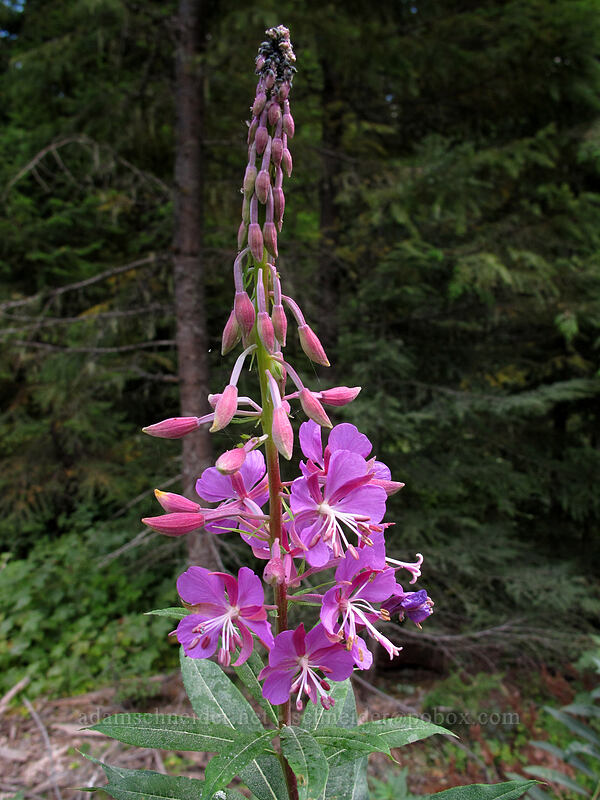 fireweed (Chamerion angustifolium (Chamaenerion angustifolium) (Epilobium angustifolium)) [Memaloose Lake Trailhead, Mt. Hood National Forest, Clackamas County, Oregon]
