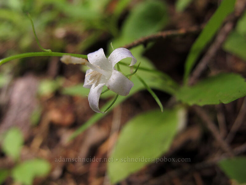 Scouler's harebell (Campanula scouleri) [Memaloose Lake Trail, Clackamas Wilderness, Clackamas County, Oregon]