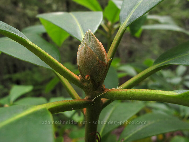 Pacific rhododendron - next year's flower (Rhododendron macrophyllum) [Memaloose Lake Trail, Clackamas Wilderness, Clackamas County, Oregon]