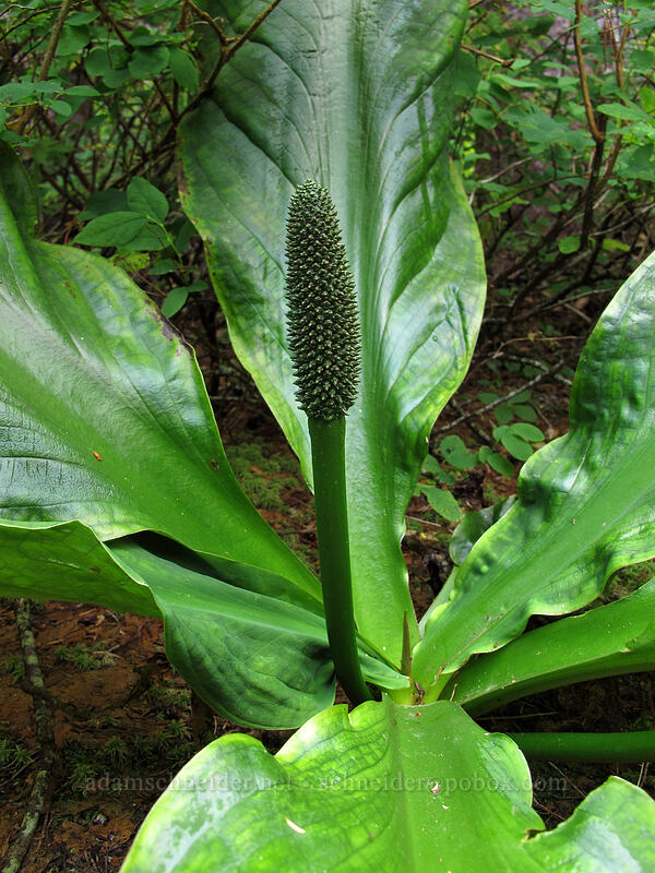 skunk cabbage (Lysichiton americanus) [Memaloose Lake Trail, Clackamas Wilderness, Clackamas County, Oregon]