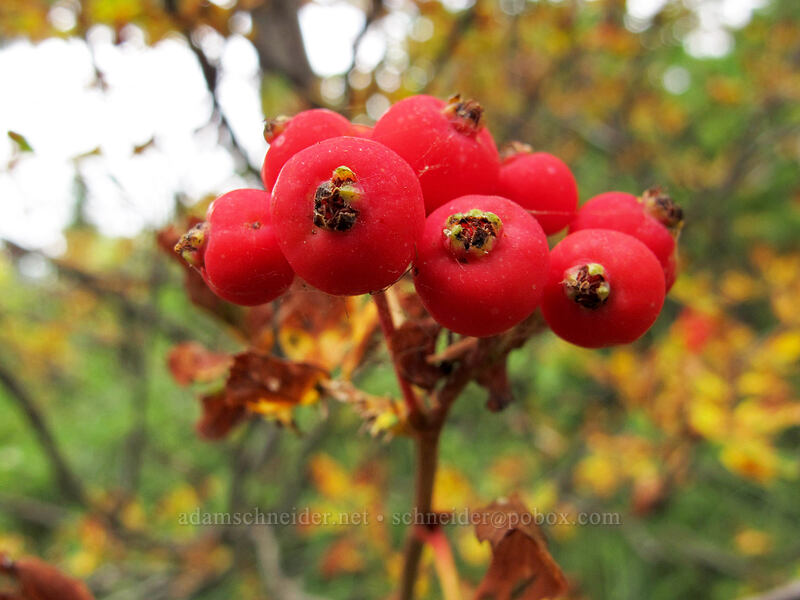 Sitka mountain-ash berries (Sorbus sitchensis) [South Fork Mountain, Mt. Hood National Forest, Clackamas County, Oregon]