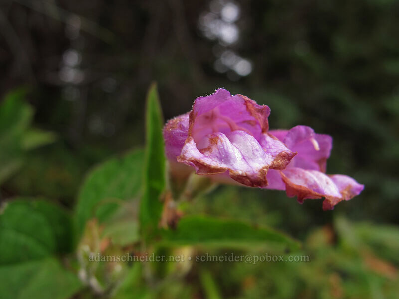woodland beardtongue (Nothochelone nemorosa) [South Fork Mountain, Mt. Hood National Forest, Clackamas County, Oregon]