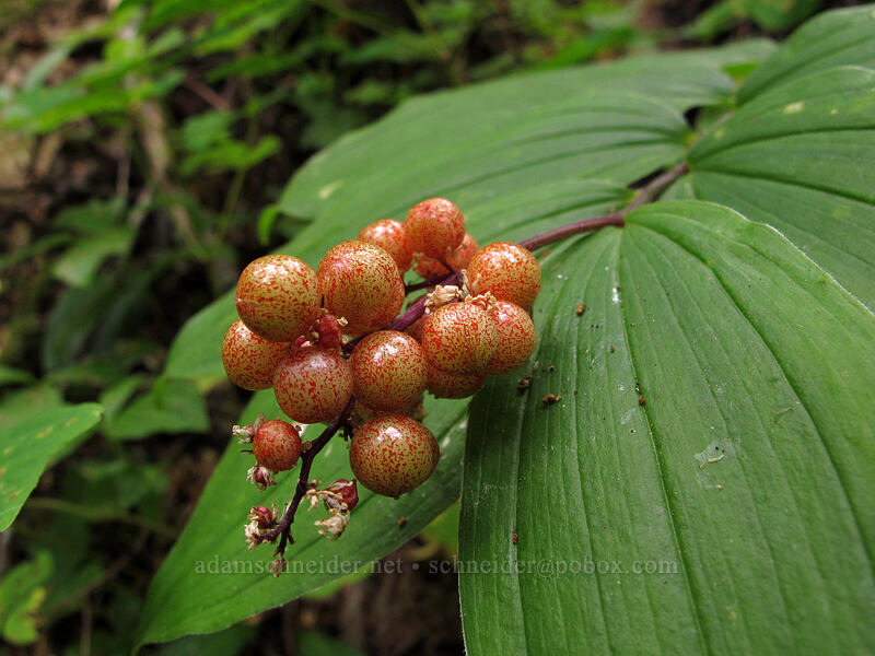 false solomon's seal berries (Maianthemum racemosum ssp. amplexicaule (Smilacina racemosa)) [Memaloose Lake Trail, Clackamas Wilderness, Clackamas County, Oregon]