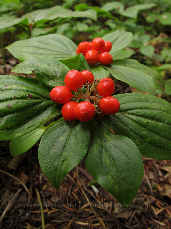 bunchberries (Cornus unalaschkensis (Cornus canadensis)) [Memaloose Lake Trail, Clackamas Wilderness, Clackamas County, Oregon]