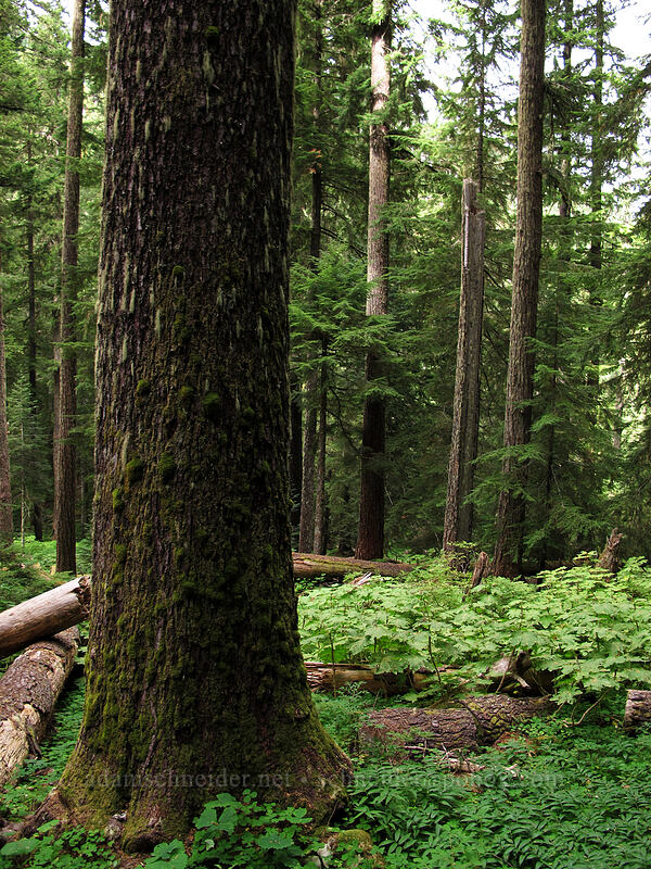 old-growth forest [Memaloose Lake Trail, Clackamas Wilderness, Clackamas County, Oregon]