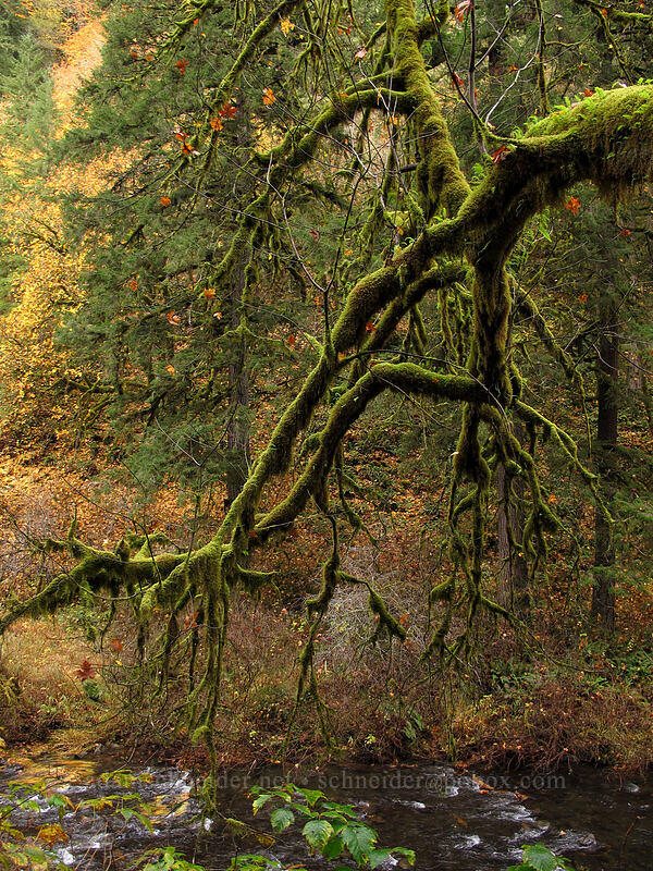 mossy maple branches (Acer macrophyllum) [Canyon Trail, Silver Falls State Park, Marion County, Oregon]