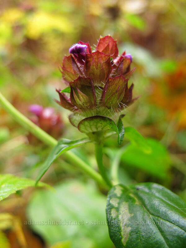 self-heal (Prunella vulgaris) [Canyon Trail, Silver Falls State Park, Marion County, Oregon]