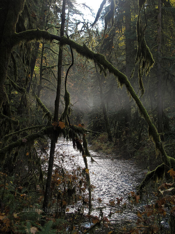 fog [Canyon Trail, Silver Falls State Park, Marion County, Oregon]