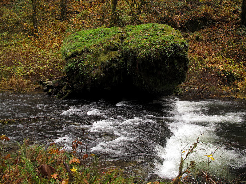 fern-covered boulder [Canyon Trail, Silver Falls State Park, Marion County, Oregon]