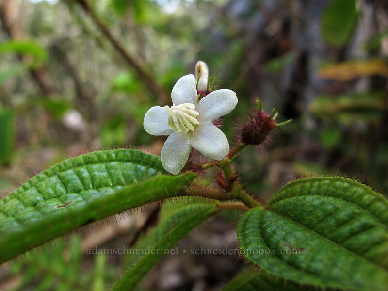 soapbush, a.k.a. 