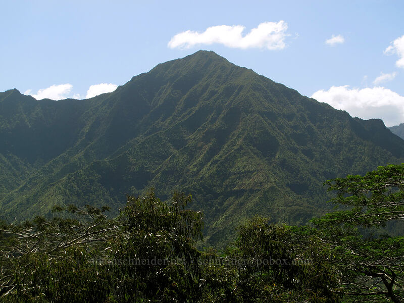 Mamalahoa ['Okolehao Trail, Hanalei, Kaua'i, Hawaii]