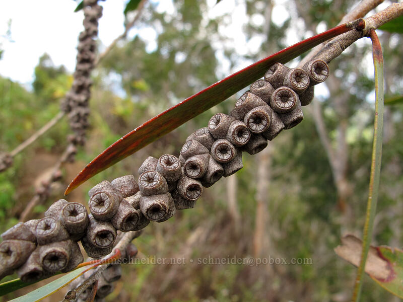 paperbark seeds (Melaleuca quinquenervia) [Hihimanu Trail, Hanalei, Kaua'i, Hawaii]