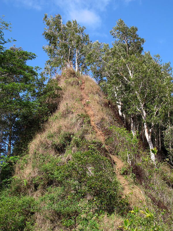 the sixth rope [Hihimanu Trail, Hanalei, Kaua'i, Hawaii]