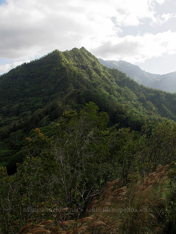 Hihimanu [Hihimanu Trail, Hanalei, Kaua'i, Hawaii]
