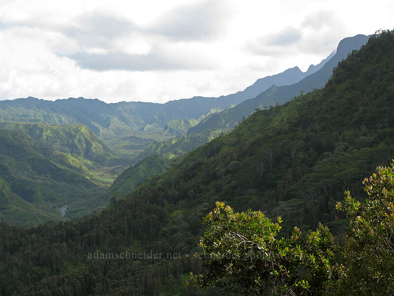 Upper Hanalei Valley [Kaukuopua, Hanalei, Kaua'i, Hawaii]