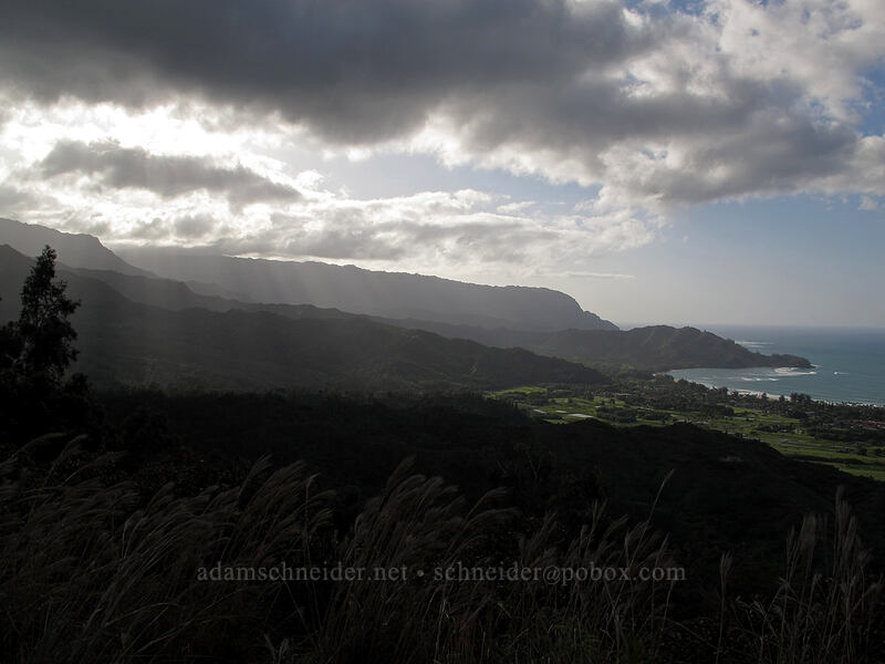 Wainiha Pali & Makahoa Point ['Okolehao Trail, Hanalei, Kaua'i, Hawaii]