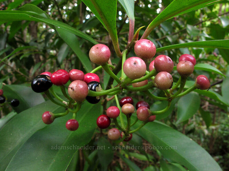 shoebutton ardisia (Ardisia elliptica) ['Okolehao Trail, Hanalei, Kaua'i, Hawaii]