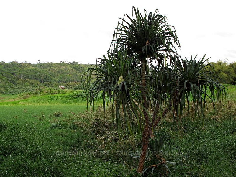 hala tree & wetlands ['Okolehao Trailhead, Hanalei, Kaua'i, Hawaii]