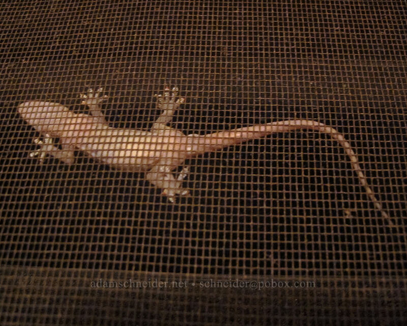 gecko [Kipuka Road, Po'ipu, Kaua'i, Hawaii]