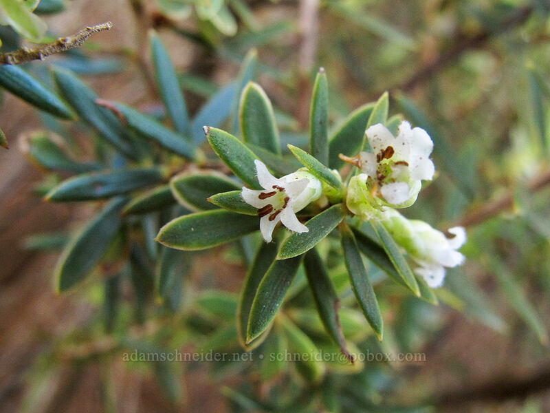 pukiawe flowers (Leptecophylla tameiameiae , Styphelia tameiameiae) [Lolo Vista, Na Pali-Kona Forest Reserve, Kaua'i, Hawaii]