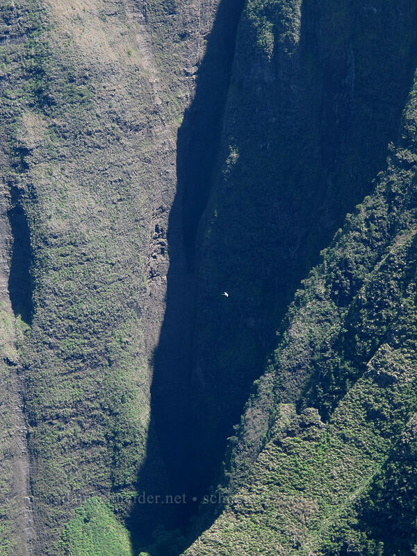 white-tailed tropicbird in Nu'alolo Valley (Phaethon lepturus) [Lolo Vista, Na Pali-Kona Forest Reserve, Kaua'i, Hawaii]