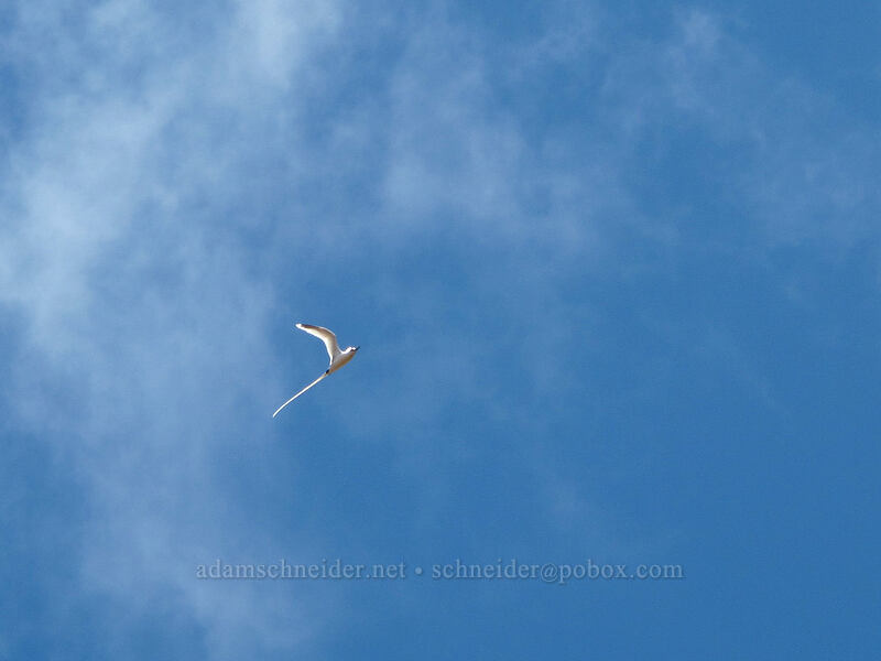 white-tailed tropicbird (Phaethon lepturus) [Lolo Vista, Na Pali-Kona Forest Reserve, Kaua'i, Hawaii]