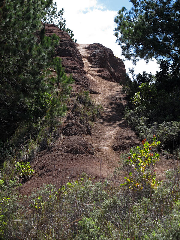 steep trail & pine trees [Nu'alolo Cliffs Trail, Na Pali-Kona Forest Reserve, Kaua'i, Hawaii]