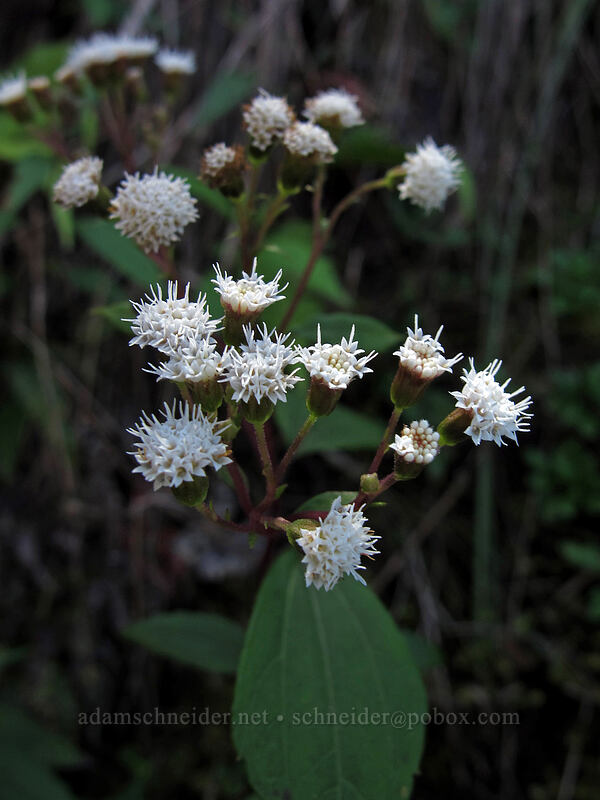 spreading mist flower (Ageratina riparia) [Nu'alolo Cliffs Trail, Na Pali-Kona Forest Reserve, Kaua'i, Hawaii]