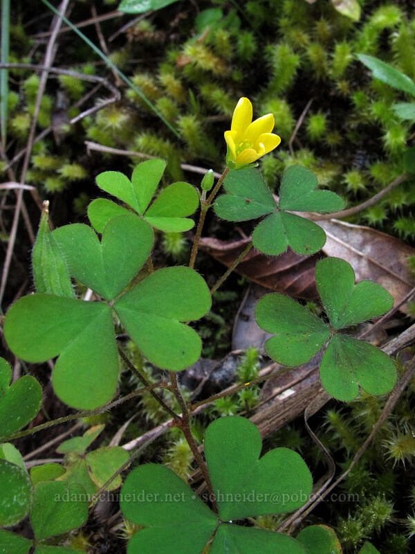 yellow wood sorrel (Oxalis corniculata) [Nu'alolo Cliffs Trail, Na Pali-Kona Forest Reserve, Kaua'i, Hawaii]