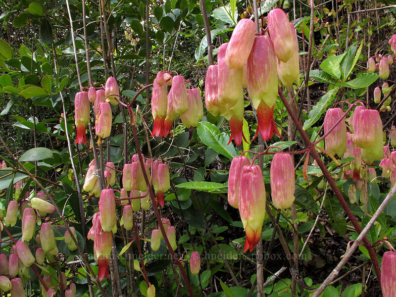 air plant (Kalanchoe pinnata) [Nu'alolo Cliffs Trail, Na Pali-Kona Forest Reserve, Kaua'i, Hawaii]