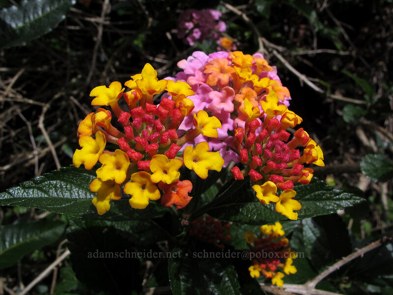 lantana (Lantana camara) [Nu'alolo Cliffs Trail, Na Pali-Kona Forest Reserve, Kaua'i, Hawaii]