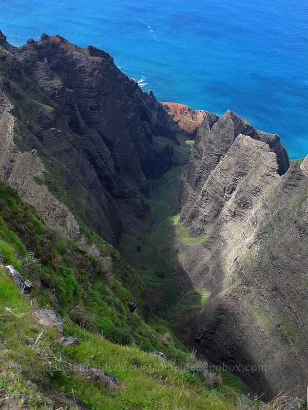 Awa'awapuhi Valley [Awa'awapuhi Vista, Na Pali-Kona Forest Reserve, Kaua'i, Hawaii]