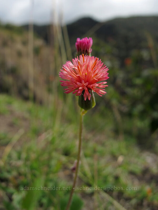 tasselflower (Emilia sonchifolia) [Awa'awapuhi Vista, Na Pali-Kona Forest Reserve, Kaua'i, Hawaii]