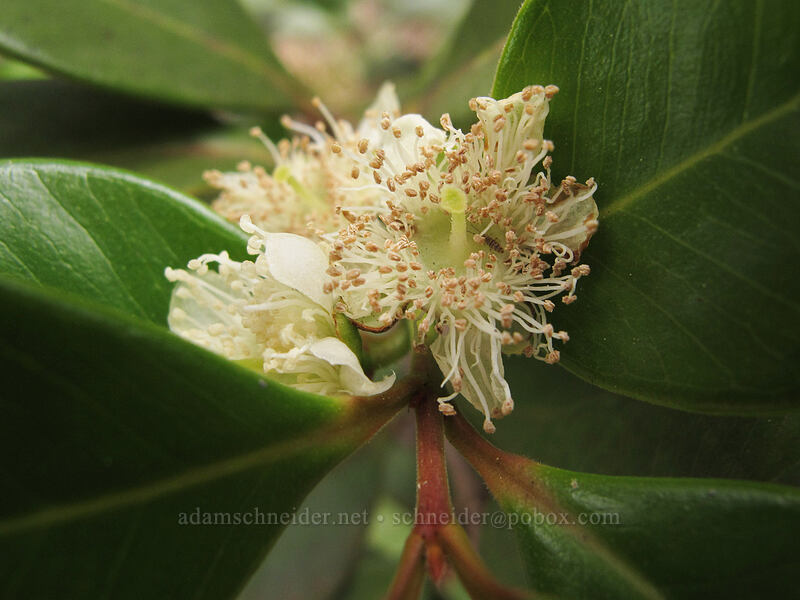 strawberry guava flower, fading (Psidium cattleyanum (Psidium cattleianum)) [Awa'awapuhi Trail, Koke'e State Park, Kaua'i, Hawaii]