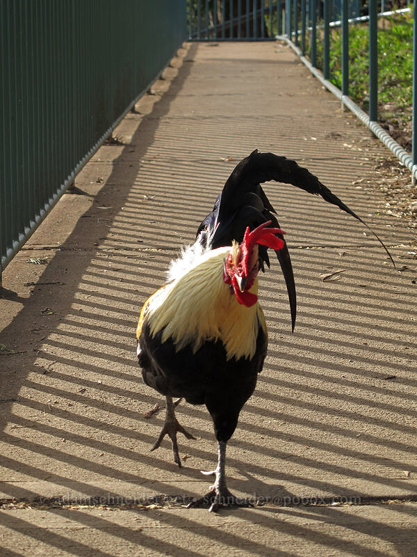 feral rooster, playing chicken (Gallus gallus domesticus) [Waimea Canyon Lookout, Waimea Canyon State Park, Kaua'i, Hawaii]