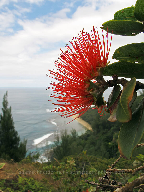 'ohia lehua (Metrosideros polymorpha) [Kalalau Trail, Ha'ena State Park, Kaua'i, Hawaii]