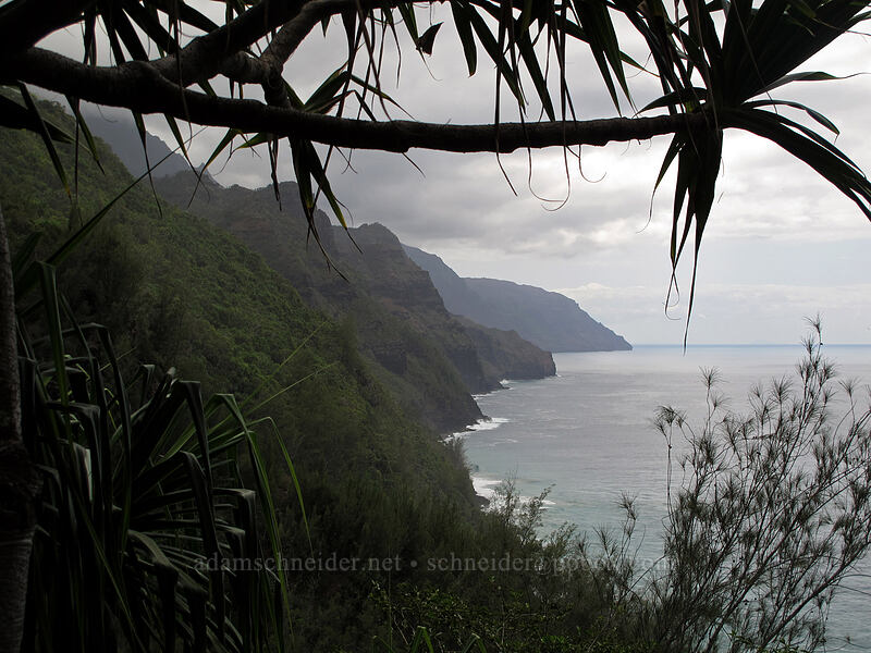 Na Pali Coast (Pandanus tectorius) [Kalalau Trail, Ha'ena State Park, Kaua'i, Hawaii]
