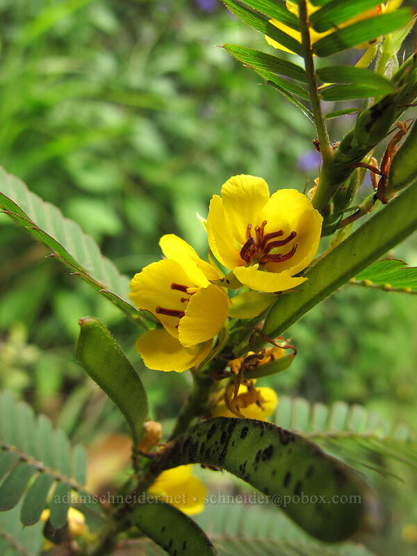 small partridge pea (Chamaecrista nictitans) [Kalalau Trail, Ha'ena State Park, Kaua'i, Hawaii]