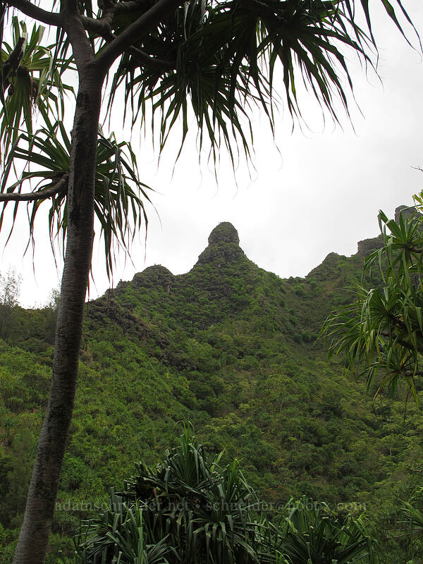 hala tree & Mauna Puluo [Kalalau Trail, Ha'ena State Park, Kaua'i, Hawaii]