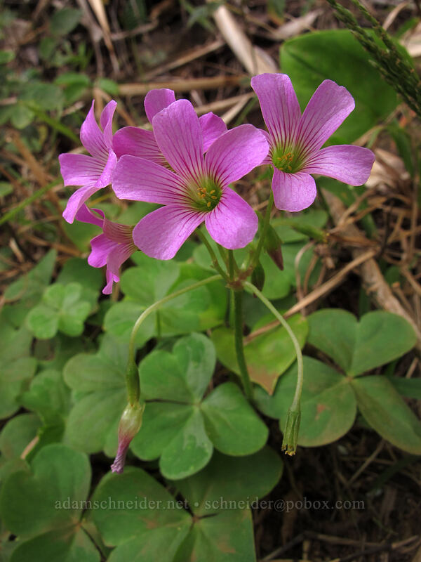 pink wood sorrel (Oxalis debilis (Oxalis corymbosa)) [Kalalau Trail, Na Pali Coast State Park, Kaua'i, Hawaii]