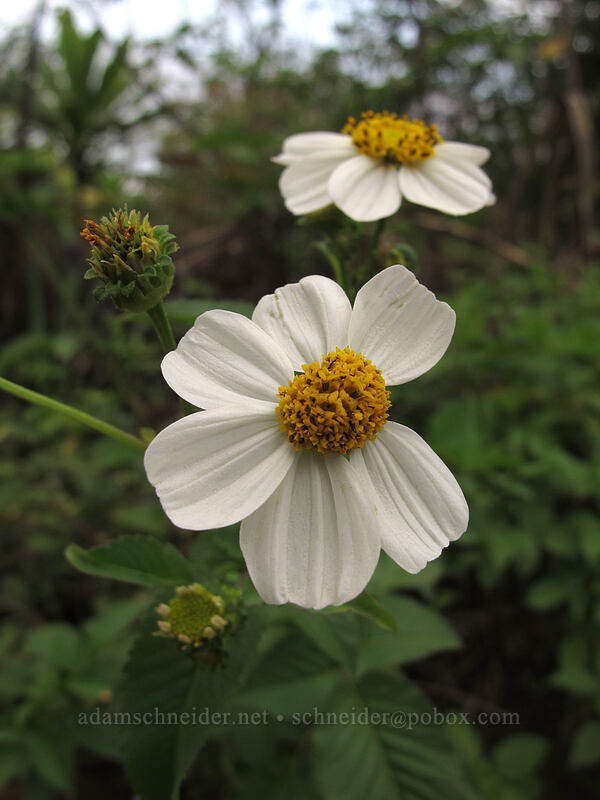 beggar's tick (romerillo) (Bidens alba var. radiata) [Kalalau Trail, Na Pali Coast State Park, Kaua'i, Hawaii]