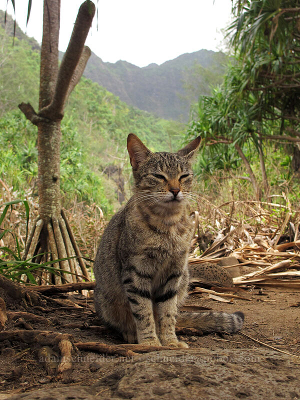 feral popoki (Felis catus) [Hanakapi'ai Beach, Na Pali Coast State Park, Kaua'i, Hawaii]