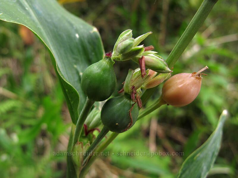 Job's tears (Coix lachryma-jobi) [Kalalau Trail, Na Pali Coast State Park, Kaua'i, Hawaii]